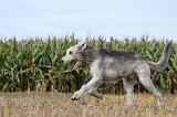 IRISH WOLFHOUND 153